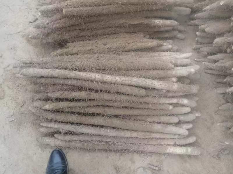 麻山药现挖现发全国发货诚信经营规格齐全