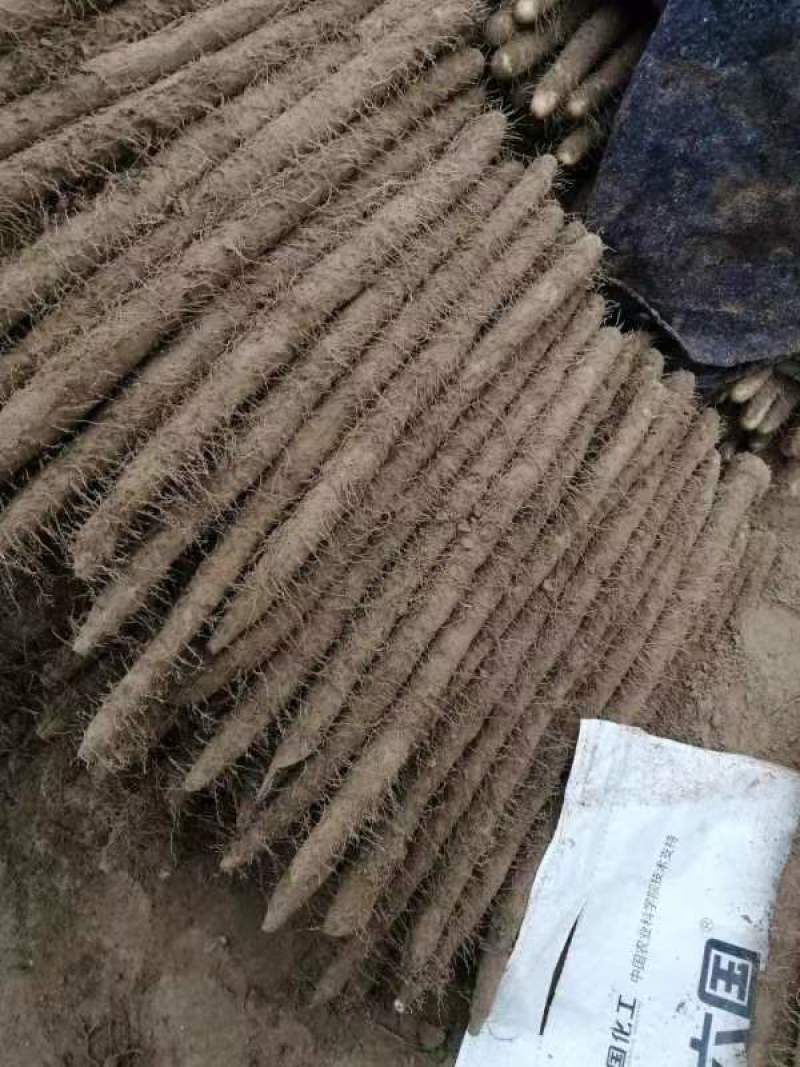 麻山药现挖现发全国发货诚信经营规格齐全