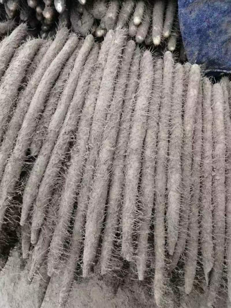 麻山药现挖现发全国发货诚信经营规格齐全