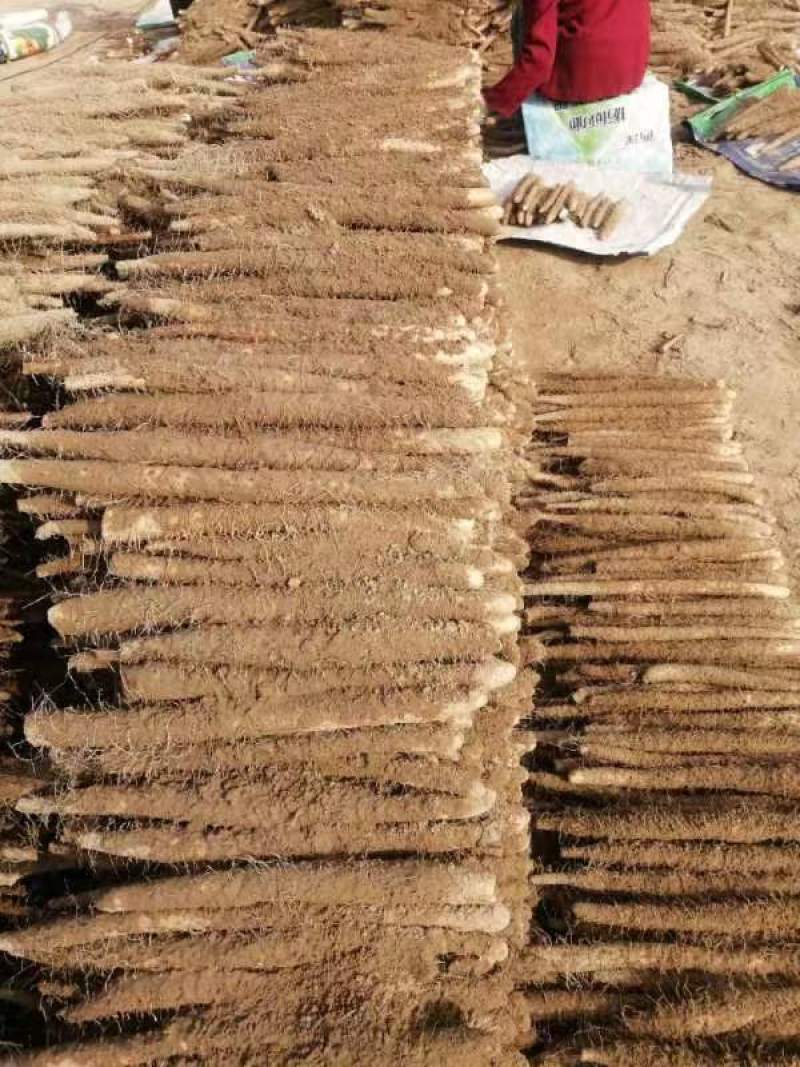 麻山药现挖现发全国发货诚信经营规格齐全