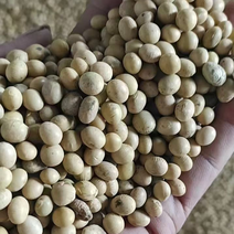 安徽产区2022年新豆，比重精选