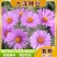 高山紫菀种子荷兰菊种子紫菀种子多年生宿根花卉庭院阳台