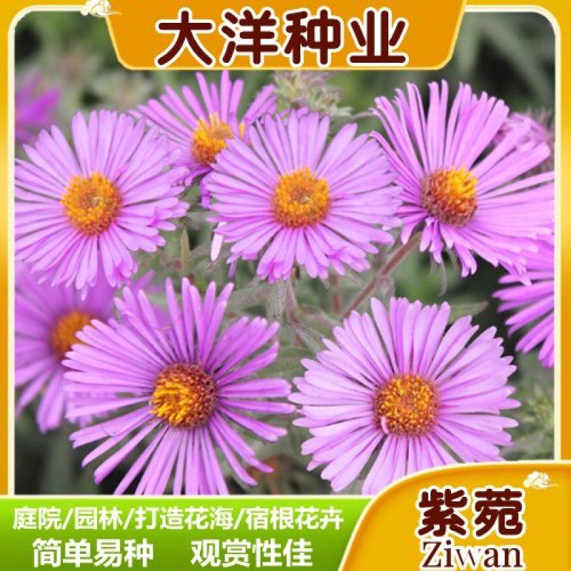 高山紫菀种子荷兰菊种子紫菀种子多年生宿根花卉庭院阳台