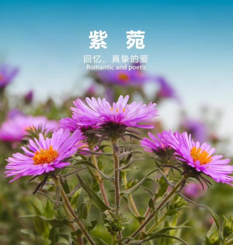 高山紫菀种子荷兰菊种子紫菀种子多年生宿根花卉庭院阳台