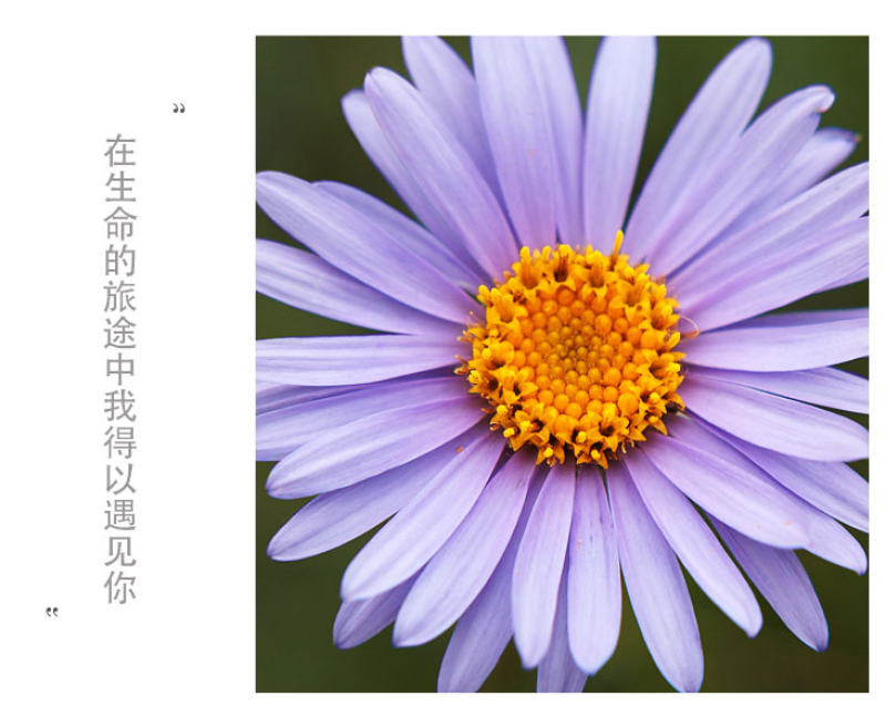高山紫菀种子荷兰菊种子紫菀种子多年生宿根花卉庭院阳台