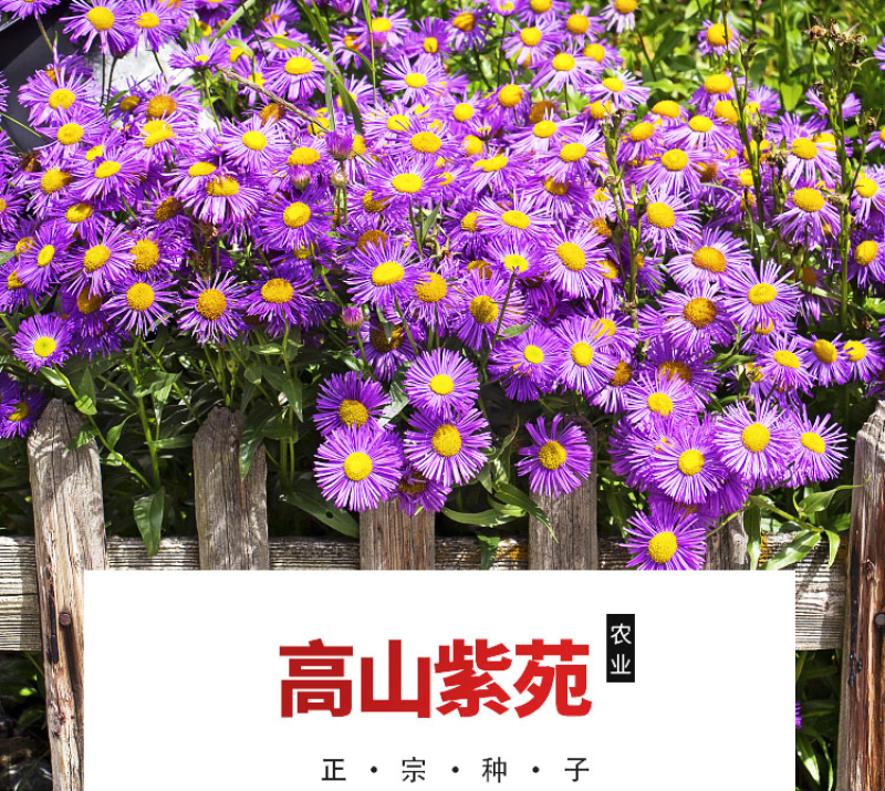 高山紫菀种子荷兰菊种子紫菀种子多年生宿根花卉庭院阳台