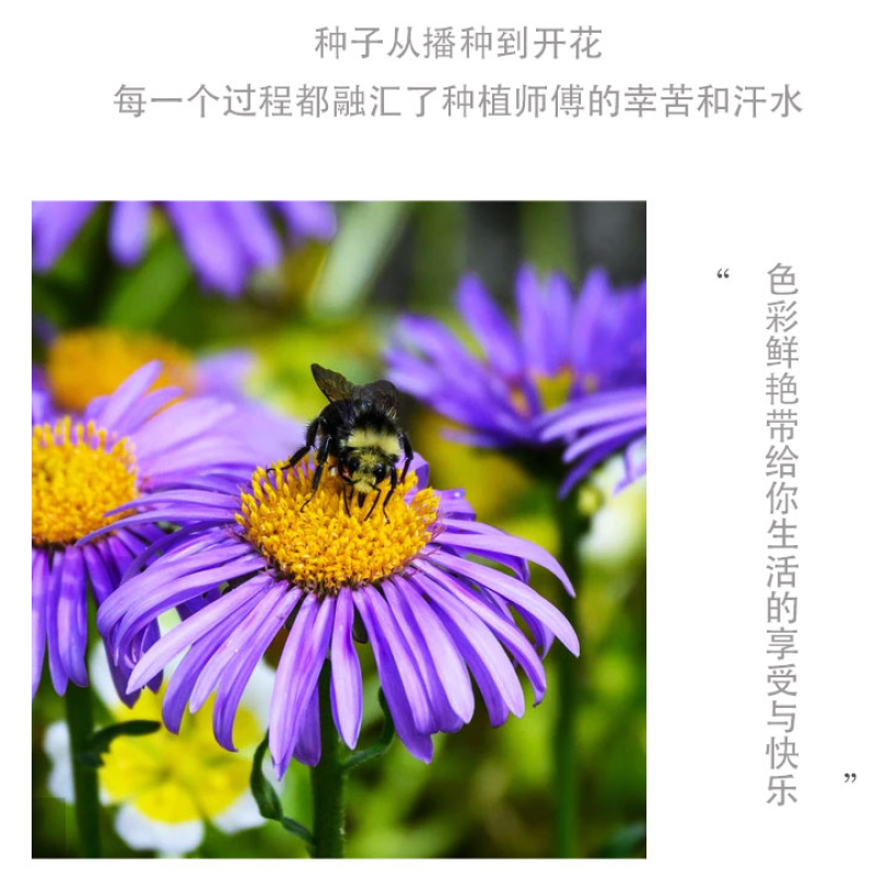 高山紫菀种子荷兰菊种子紫菀种子多年生宿根花卉庭院阳台