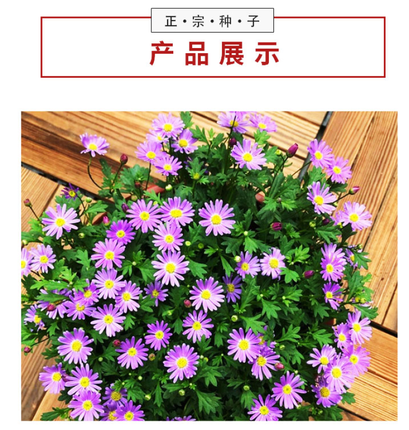 高山紫菀种子荷兰菊种子紫菀种子多年生宿根花卉庭院阳台