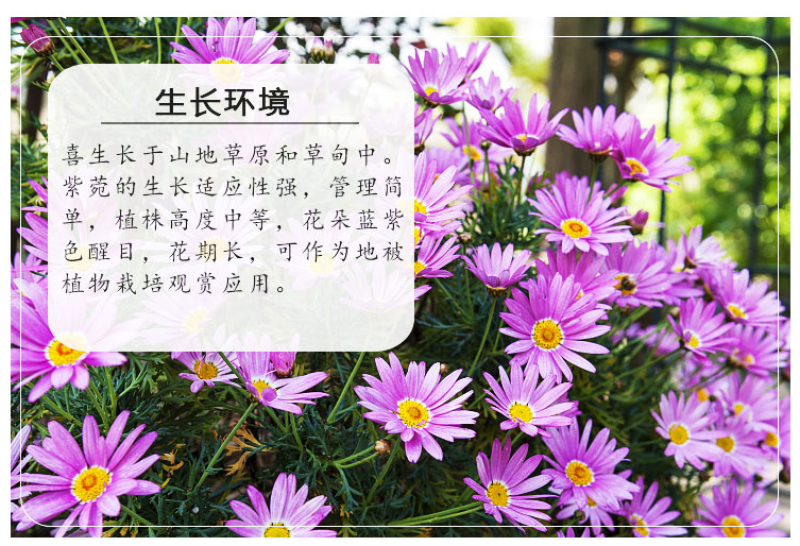 高山紫菀种子荷兰菊种子紫菀种子多年生宿根花卉庭院阳台