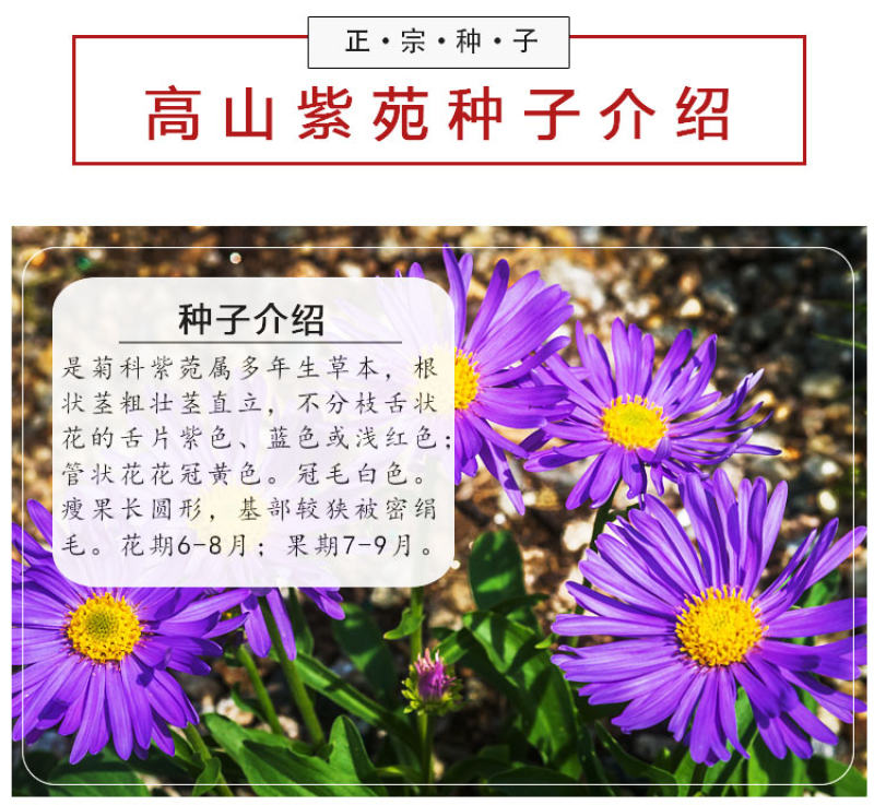 高山紫菀种子荷兰菊种子紫菀种子多年生宿根花卉庭院阳台