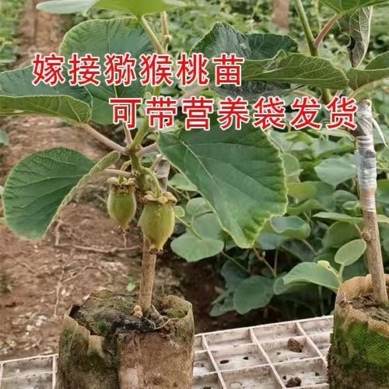 猕猴桃树苗地栽庭院盆栽阳台红心黄心徐香软枣当年结果南北方
