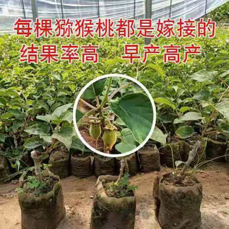 猕猴桃树苗地栽庭院盆栽阳台红心黄心徐香软枣当年结果南北方