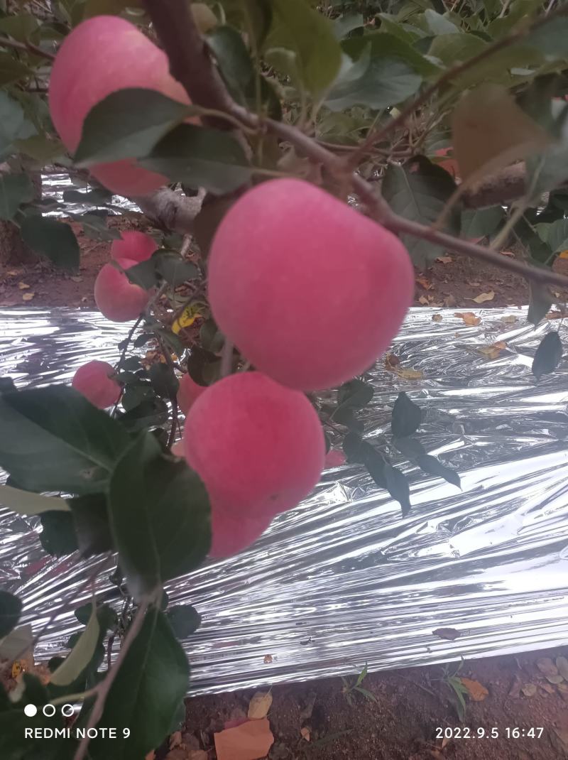 大连市瓦房店市红将军苹果，瓦房店最出名的红色富士苹果。