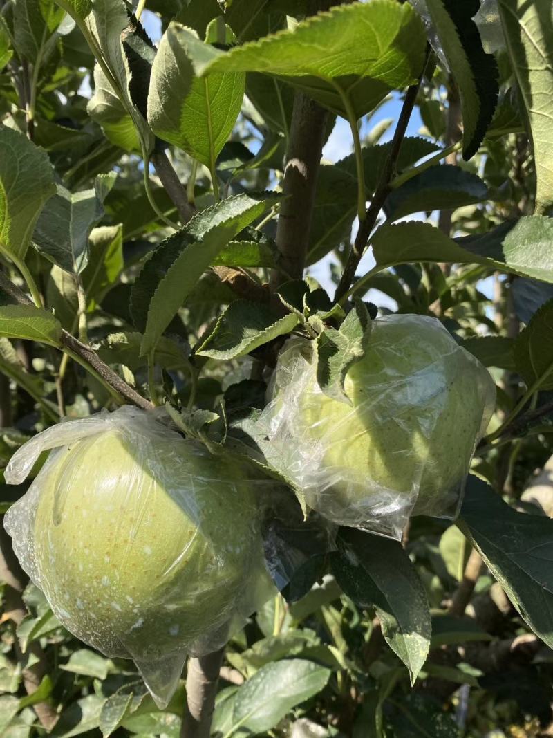 王林苹果，青森苹果。甜，脆苹果，预约出货中，货源30万斤