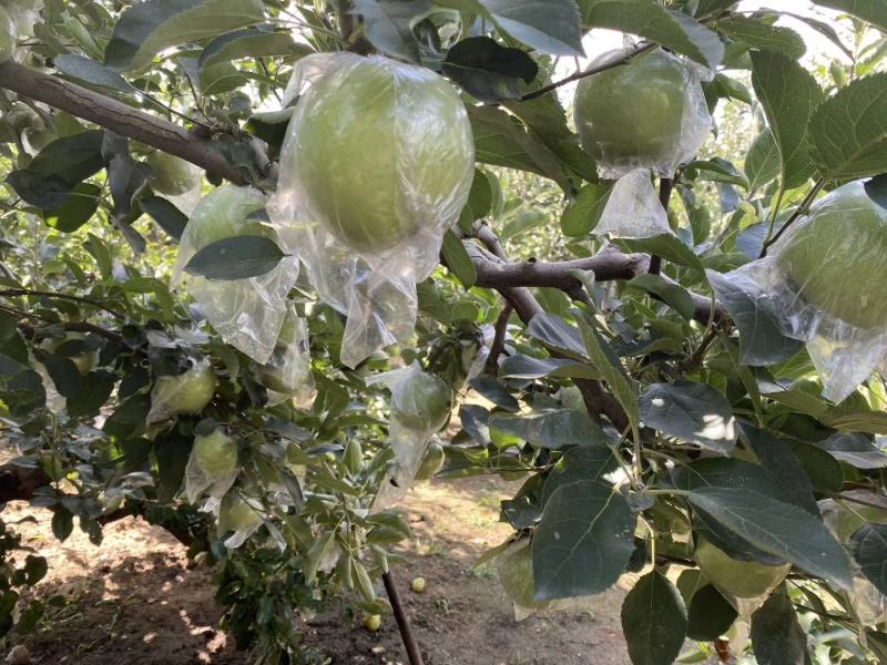 王林苹果，青森苹果。甜，脆苹果，预约出货中，货源30万斤
