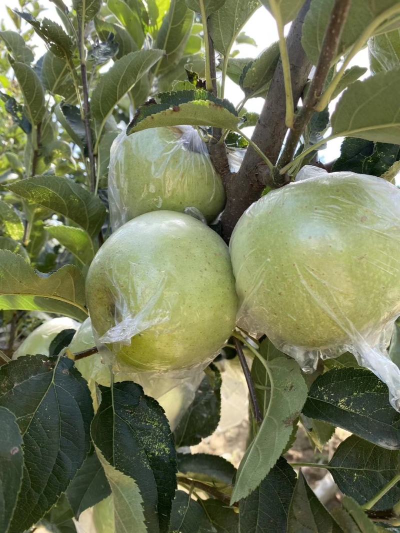 王林苹果，青森苹果。甜，脆苹果，预约出货中，货源30万斤