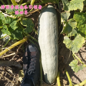 银世界棒形贵族南瓜种子产量高品相好软糯香甜