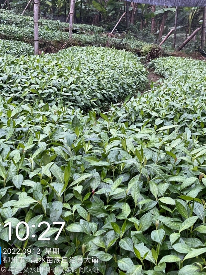 优质草珊瑚种苗，自家基地种植，量大从优欢迎咨询