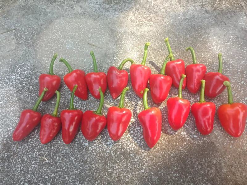 草莓椒，质量很好.这几天六块上下公斤（蔬菜水果长期代办）