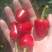 草莓椒，质量很好.这几天六块上下公斤（蔬菜水果长期代办）