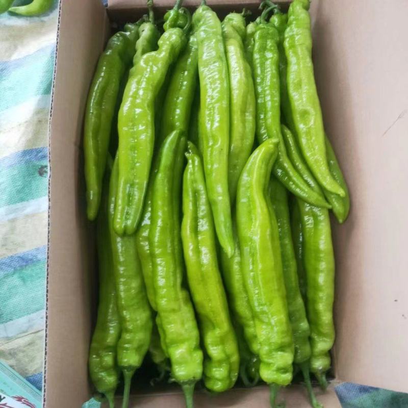 辽宁黄皮尖椒上市产地直发质量保证全国发货