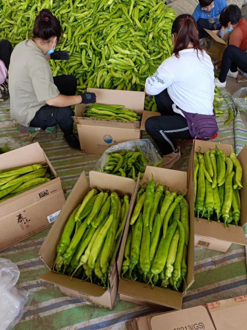 辽宁黄皮尖椒上市产地直发质量保证全国发货