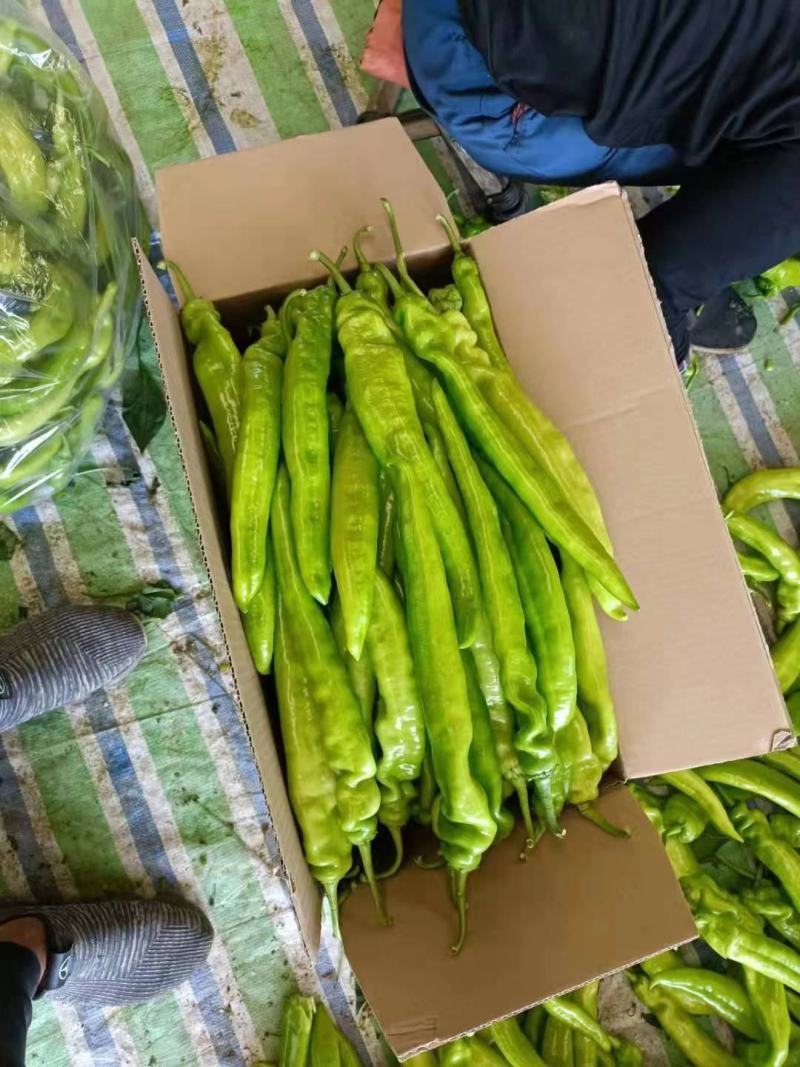 辽宁黄皮尖椒上市产地直发质量保证全国发货
