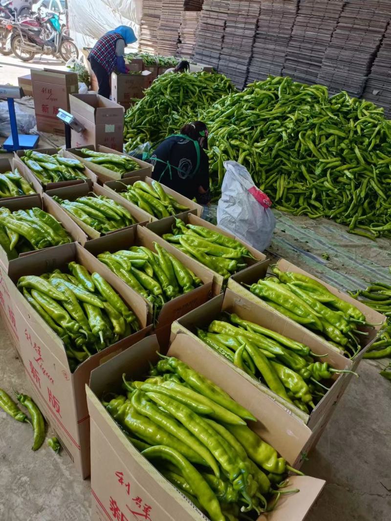 辽宁黄皮尖椒上市产地直发质量保证全国发货