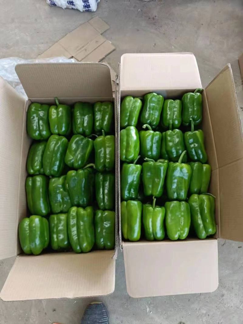 辽宁优质太空椒大量上市质量好有亮度产地直发
