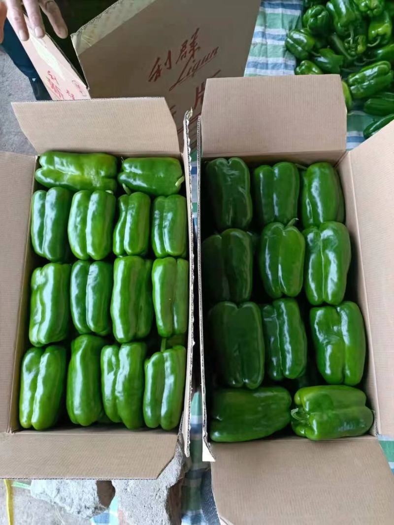 辽宁优质太空椒大量上市质量好有亮度产地直发