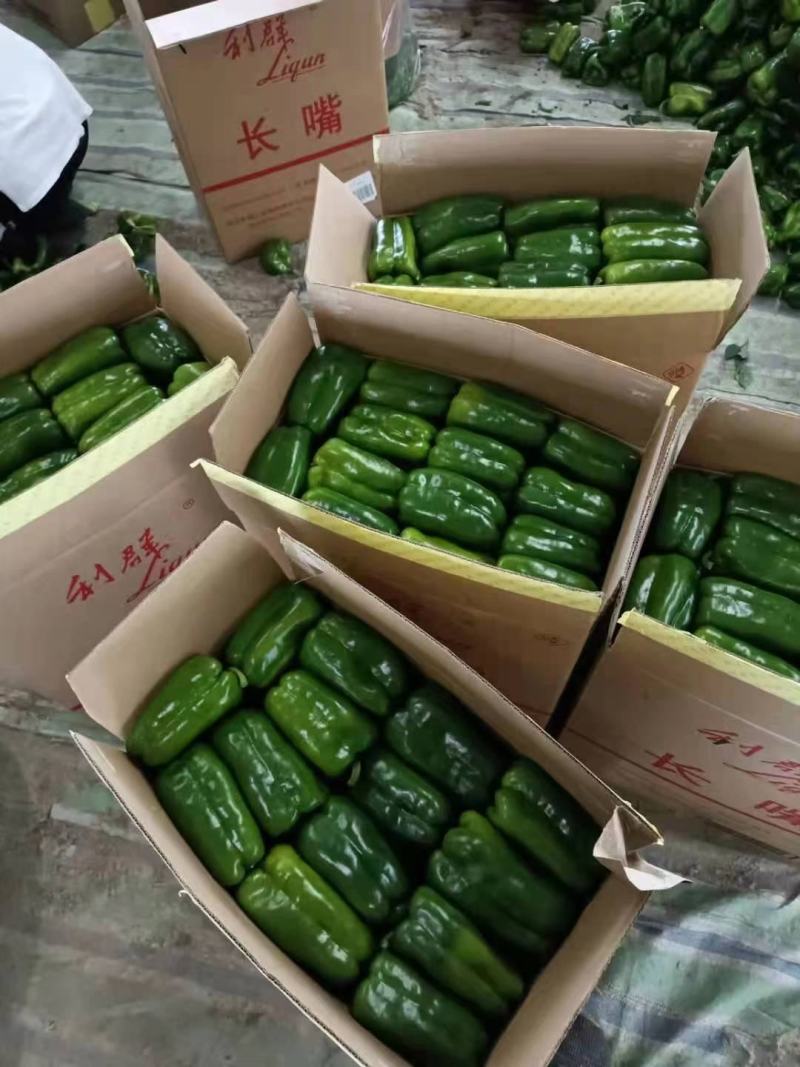 辽宁优质太空椒大量上市质量好有亮度产地直发