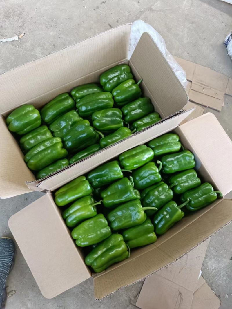 辽宁优质太空椒大量上市质量好有亮度产地直发
