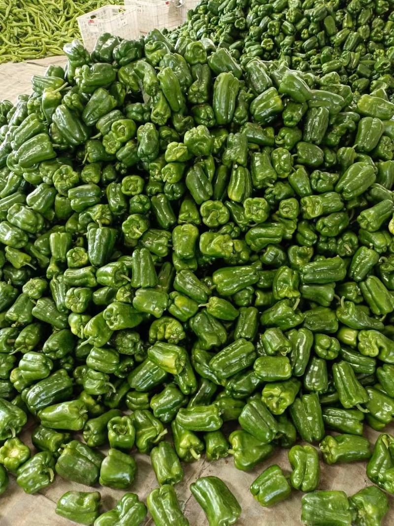 辽宁优质太空椒大量上市质量好有亮度产地直发
