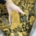 西藏纯野生金边桑黄全干无硫规格：8-15cm
