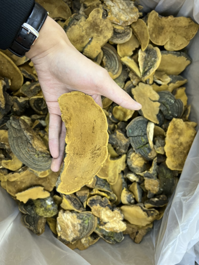 西藏纯野生金边桑黄全干无硫规格：8-15cm