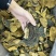 西藏纯野生金边桑黄全干无硫规格：8-15cm