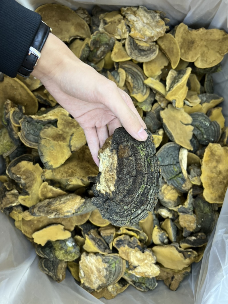 西藏纯野生金边桑黄全干无硫规格：8-15cm
