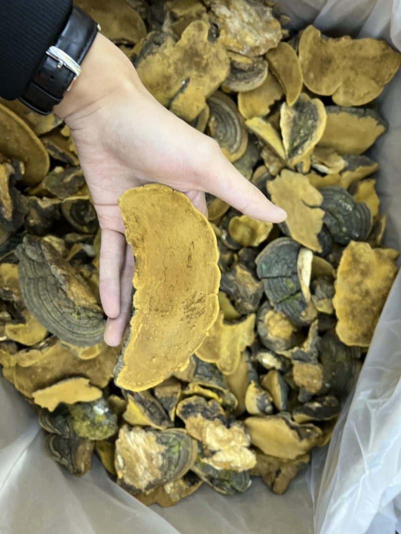 西藏纯野生金边桑黄全干无硫规格：8-15cm