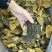 西藏纯野生金边桑黄全干无硫规格：8-15cm
