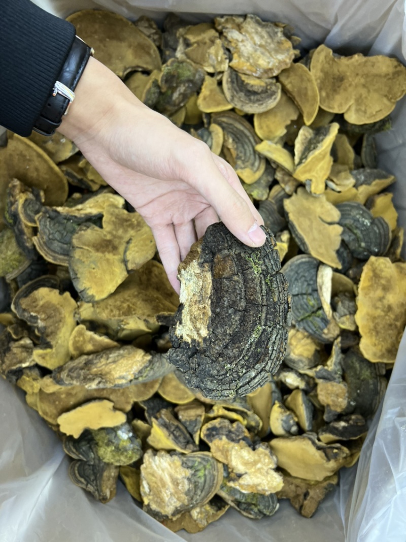 西藏纯野生金边桑黄全干无硫规格：8-15cm