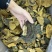 西藏纯野生金边桑黄全干无硫规格：8-15cm