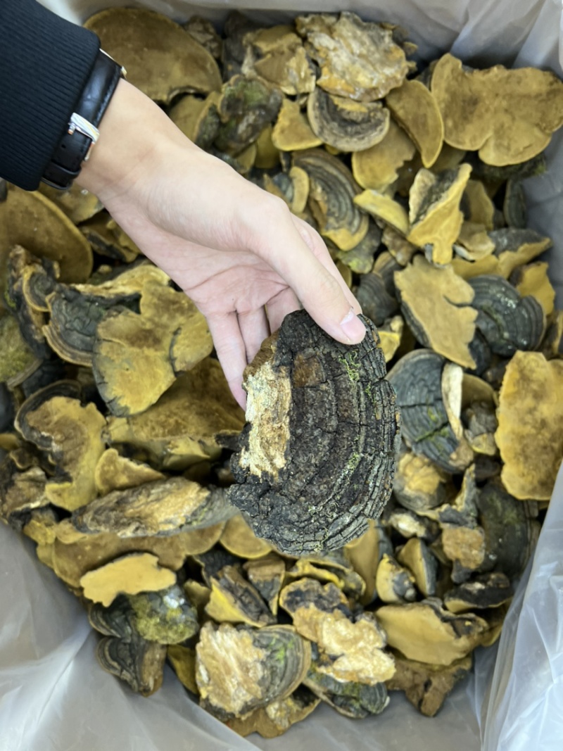 西藏纯野生金边桑黄全干无硫规格：8-15cm