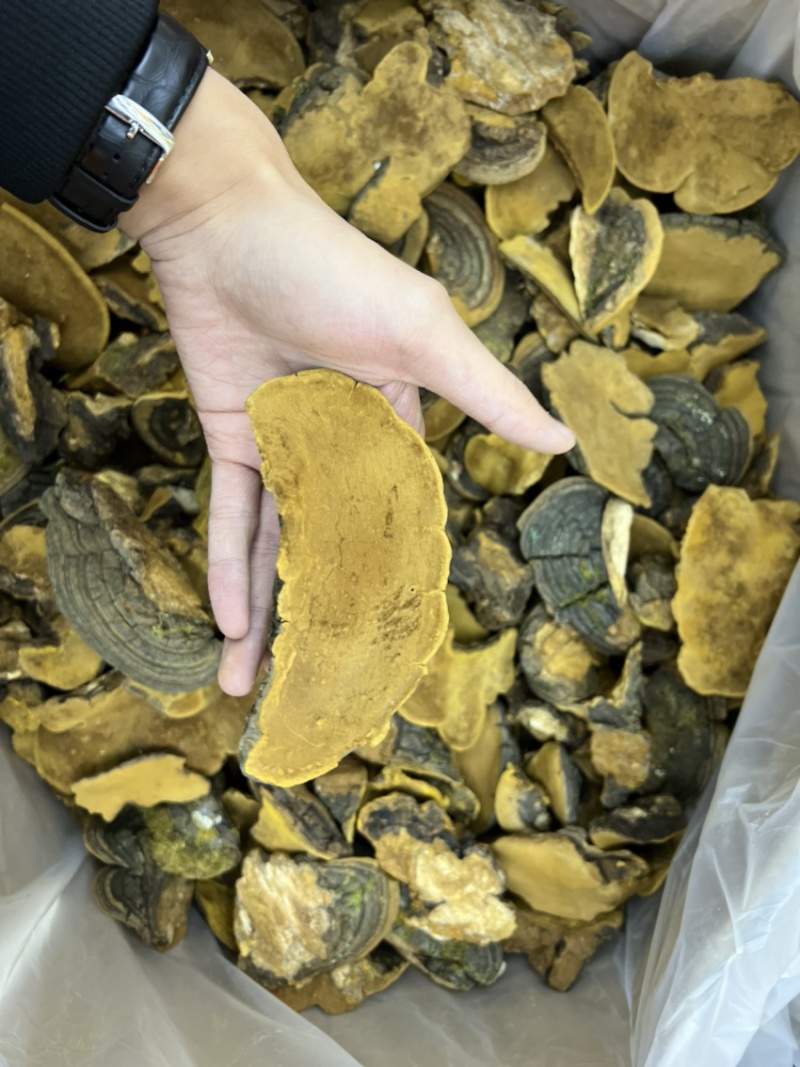 西藏纯野生金边桑黄全干无硫规格：8-15cm