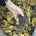 西藏纯野生金边桑黄全干无硫规格：8-15cm