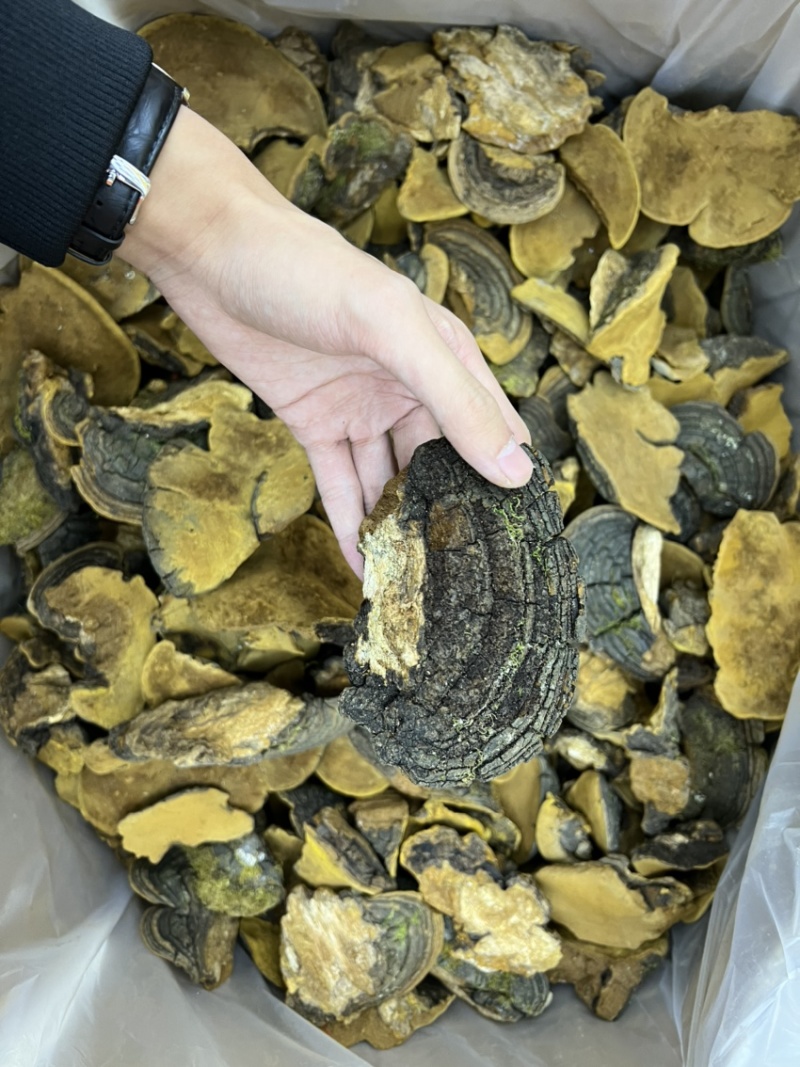 西藏纯野生金边桑黄全干无硫规格：8-15cm