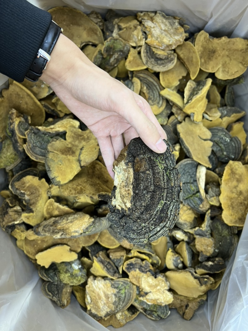 西藏纯野生金边桑黄全干无硫规格：8-15cm
