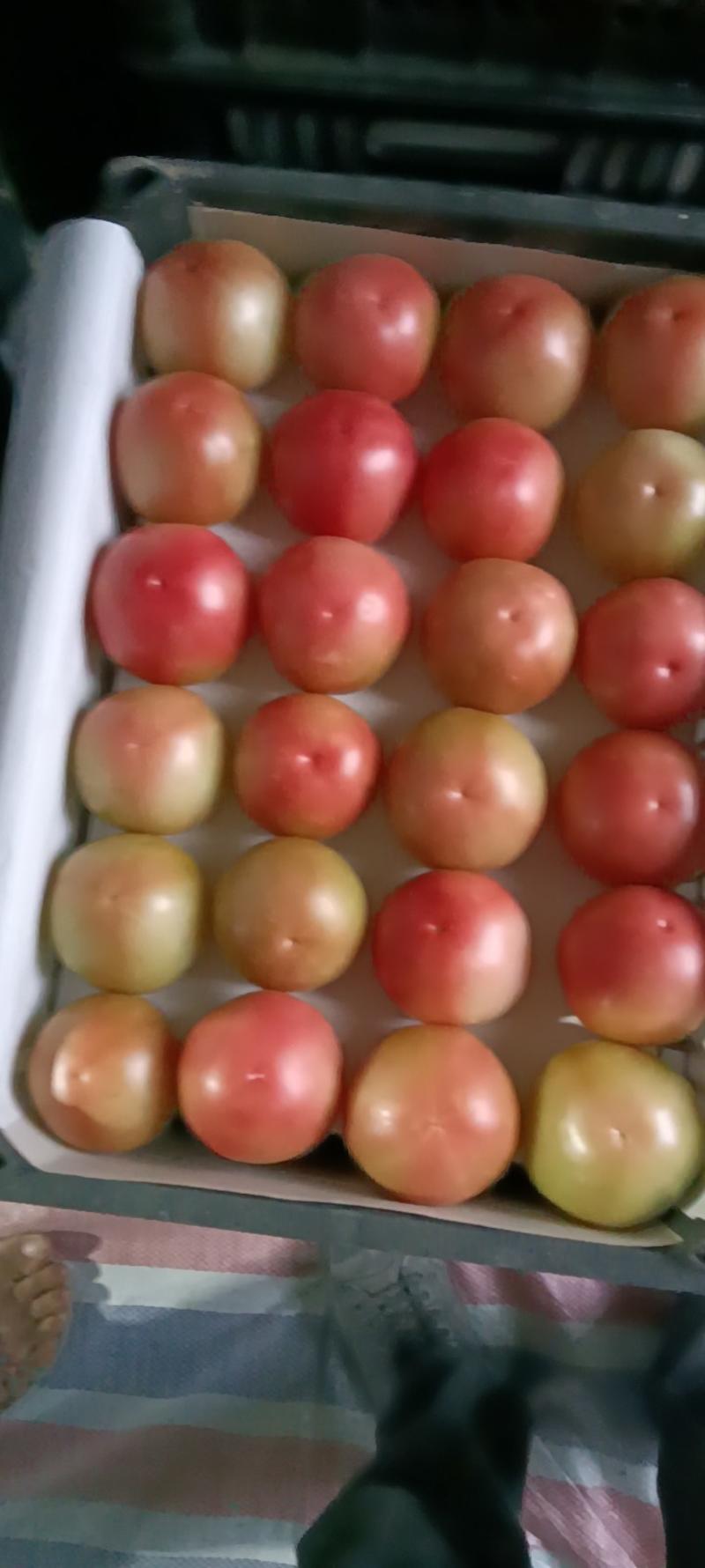 常年代收西红柿，
