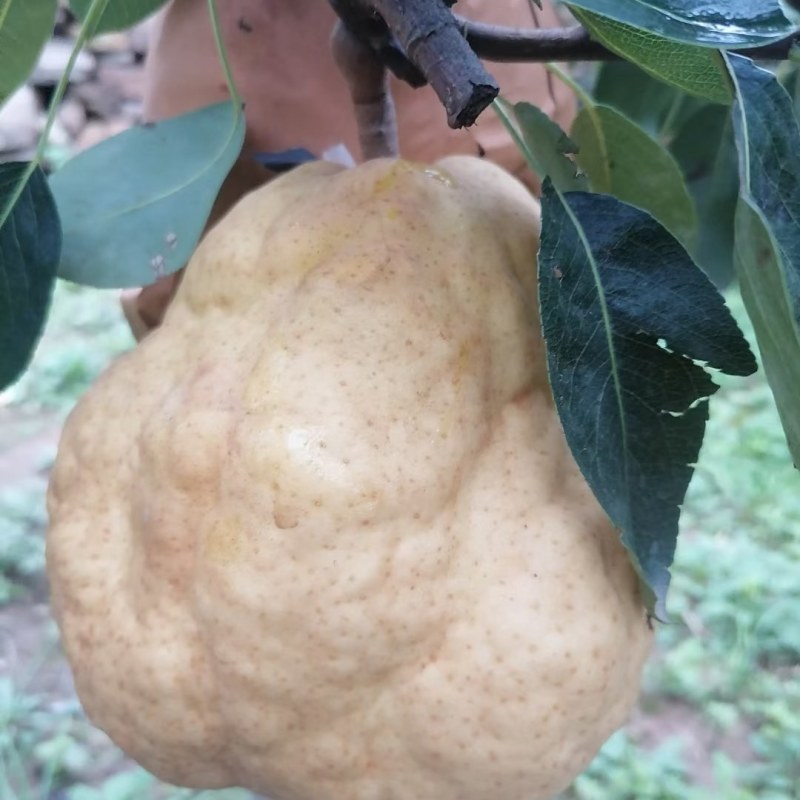 丑梨