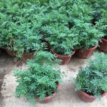 臭草驱蚊草盆栽芸香草植物室外阳台菜园四季花苗食用臭艾