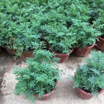 臭草驱蚊草盆栽芸香草植物室外阳台菜园四季花苗食用臭艾